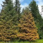 spruce needle rust