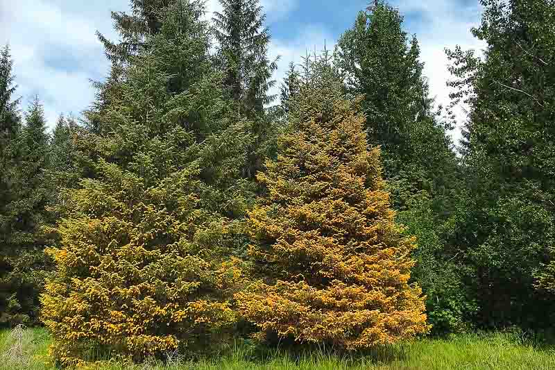 spruce needle rust