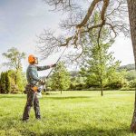 local tree service trimming tree