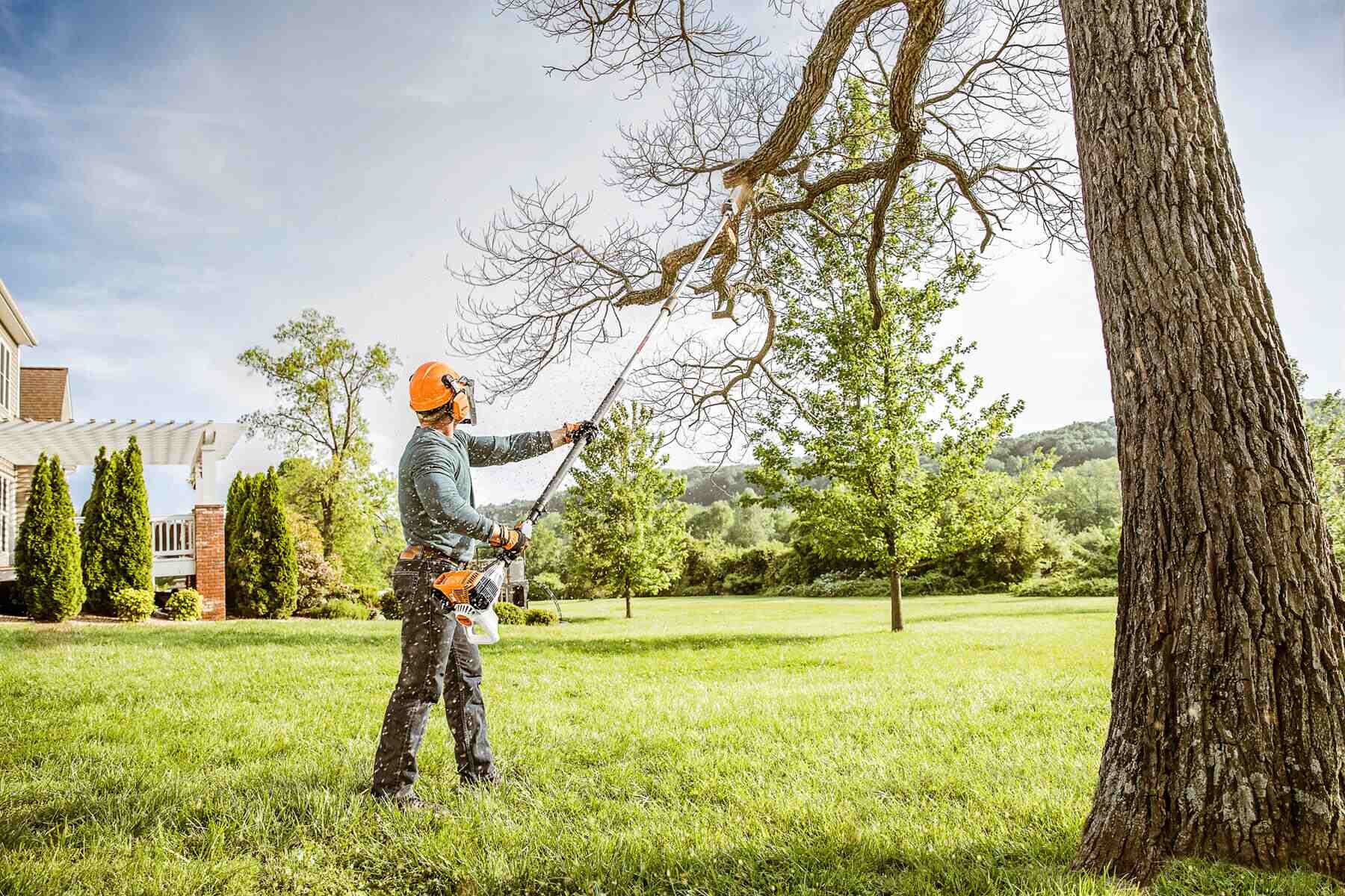 local tree service trimming tree