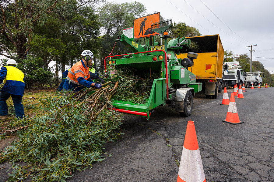 tree cutting workers wood chipping