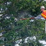 Spring tree trimming Boise