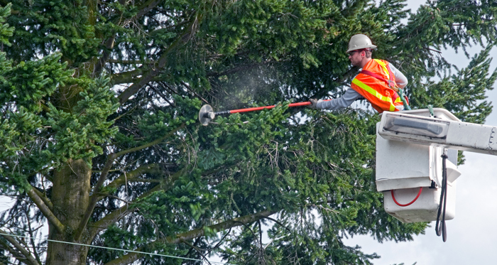 Spring tree trimming Boise