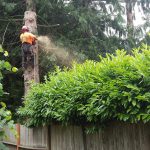 local arborist in a tree in backyard