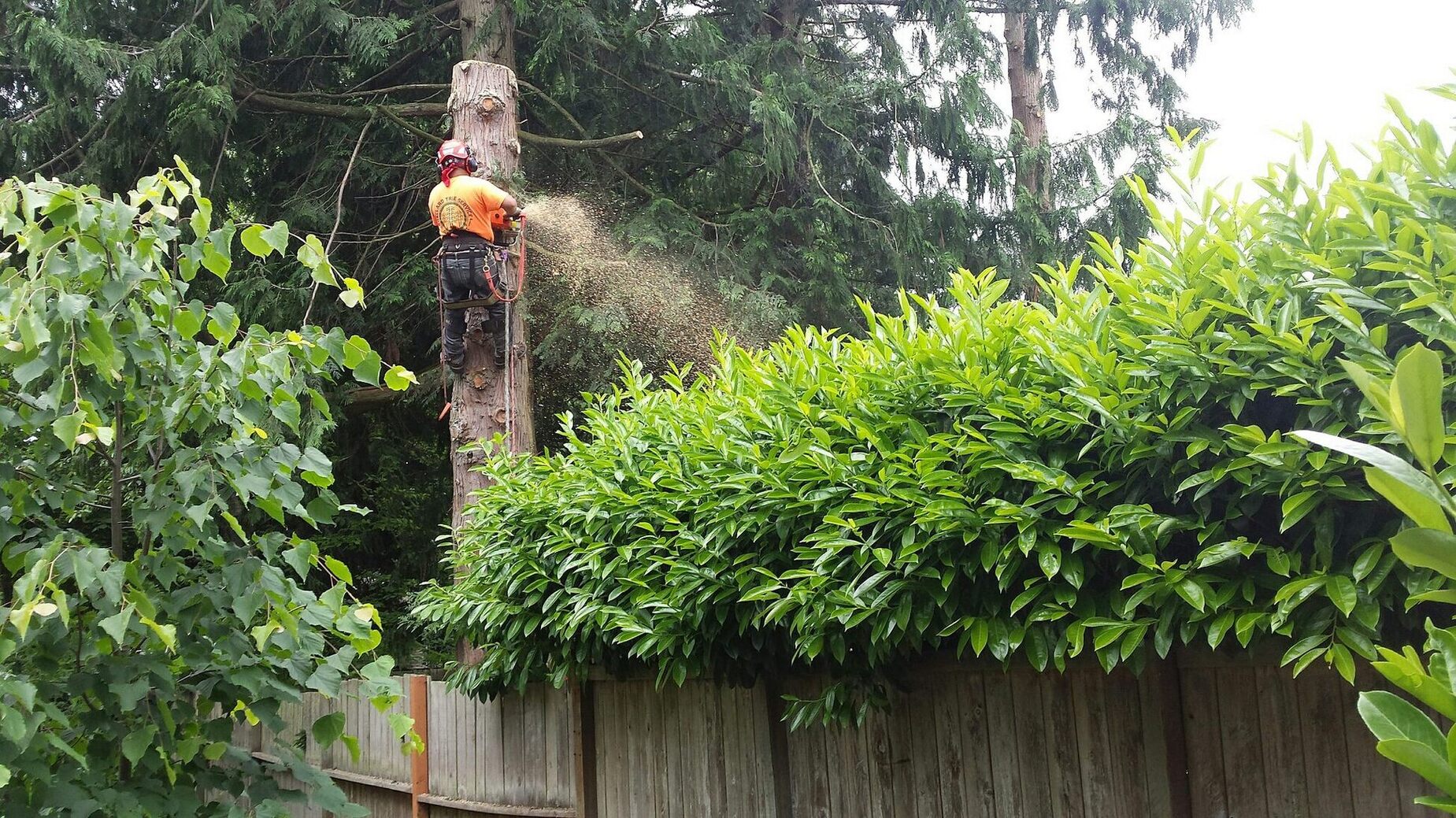 local arborist in a tree in backyard